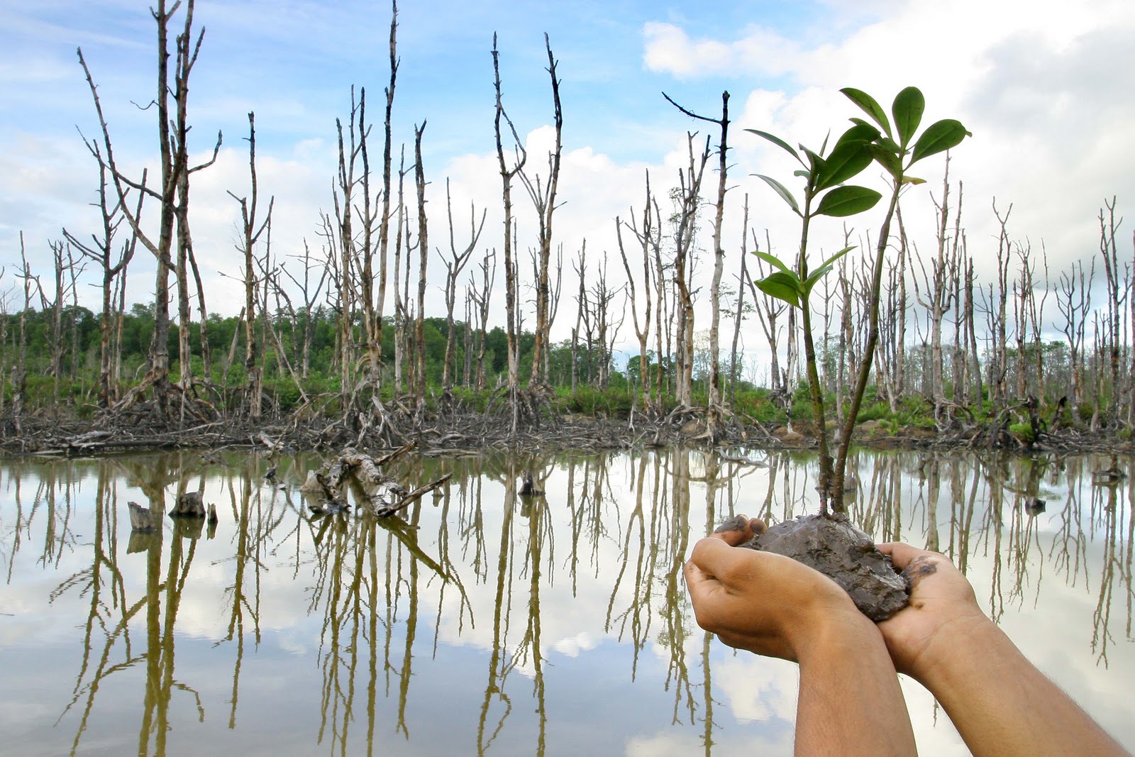 7500 Mangrove Dan Cemara Laut Ditanam Di Pantai Pulau Panjang