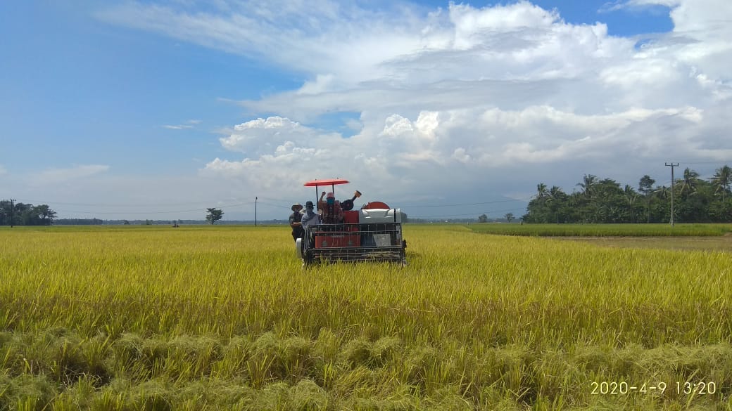  Panen  Padi 10 ton per  hektar  di Sukaresmi Daerah 