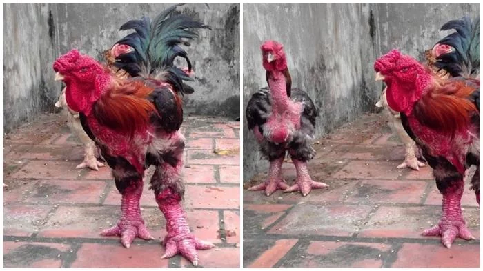 Wouw Ayam Terbesar Di Dunia Ini Tingginya Hampir 1 Meter